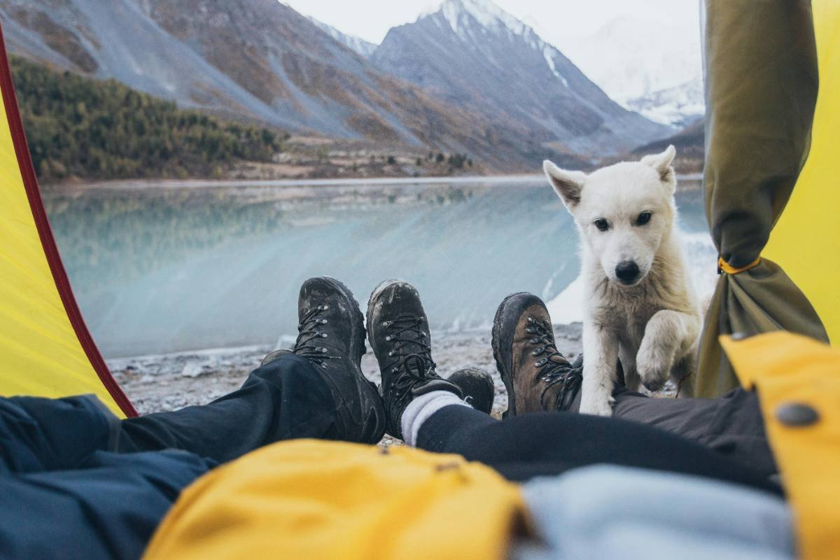 Traveling the World with Pets: Tips and Top Pet-Friendly Destinations
